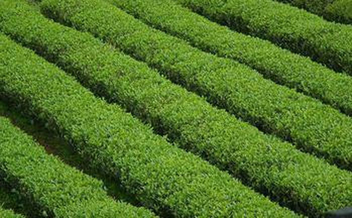 有機肥用于有機茶種植