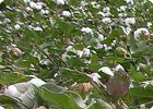 有機肥用于棉花種植